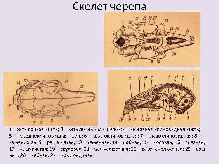      Скелет черепа 1 – затылочная кость; 3 – затылочный