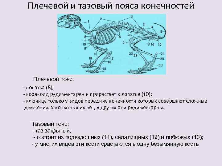 Парные конечности пресмыкающихся