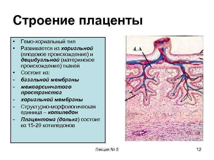 Строение плаценты •  Гемо-хориальный тип •  Развивается из хориальной (плодовое происхождение) и