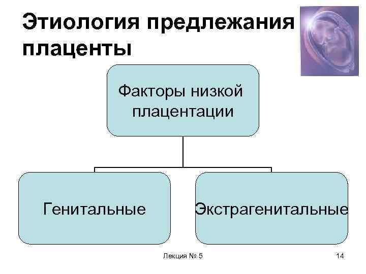 Этиология предлежания плаценты   Факторы низкой  плацентации Генитальные   Экстрагенитальные 