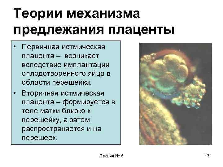 Теории механизма предлежания плаценты • Первичная истмическая  плацента – возникает  вследствие имплантации