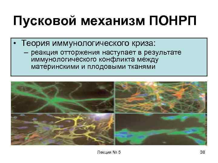 Пусковой механизм ПОНРП • Теория иммунологического криза:  – реакция отторжения наступает в результате