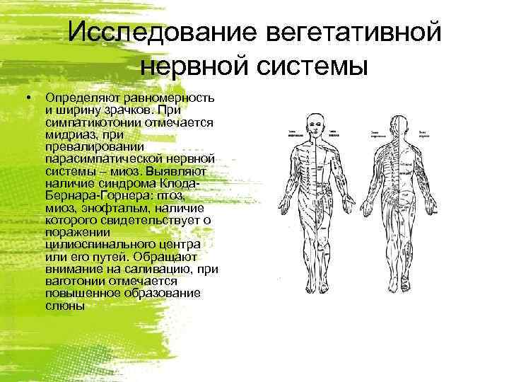   Исследование вегетативной  нервной системы •  Определяют равномерность и ширину зрачков.