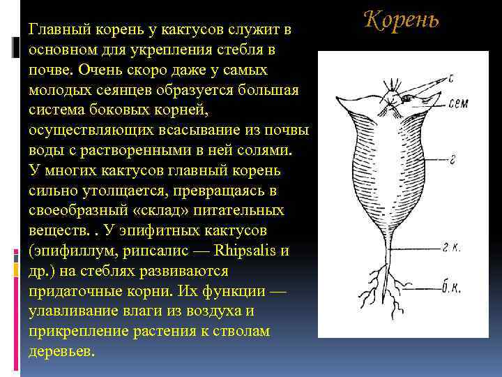 Главный корень у кактусов служит в Корень основном для укрепления стебля в почве. Главный корень у кактусов служит в Корень основном для укрепления стебля в почве.