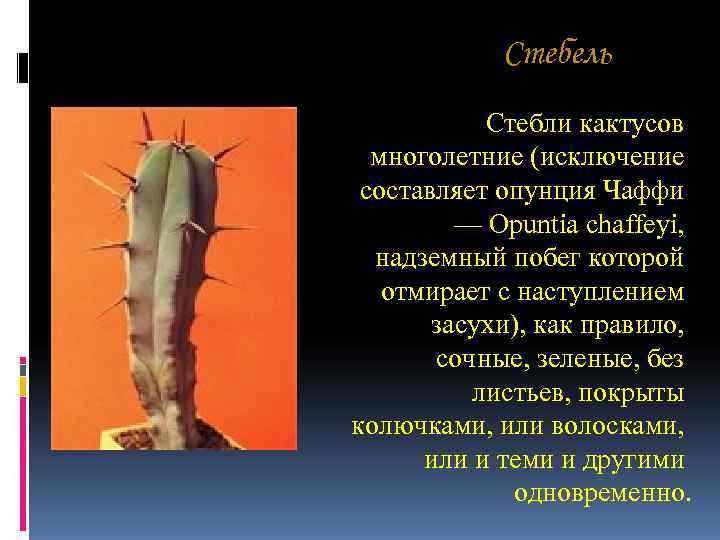 Стебель Стебли кактусов многолетние (исключение составляет опунция Чаффи Стебель Стебли кактусов многолетние (исключение составляет опунция Чаффи