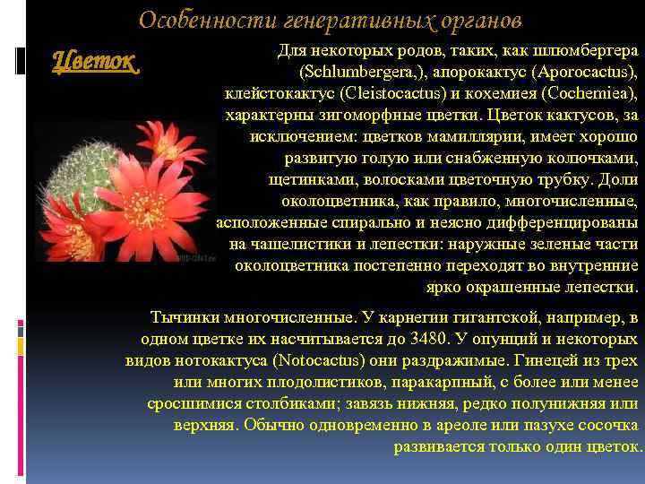 Особенности генеративных органов Для некоторых родов, таких, Особенности генеративных органов Для некоторых родов, таких,