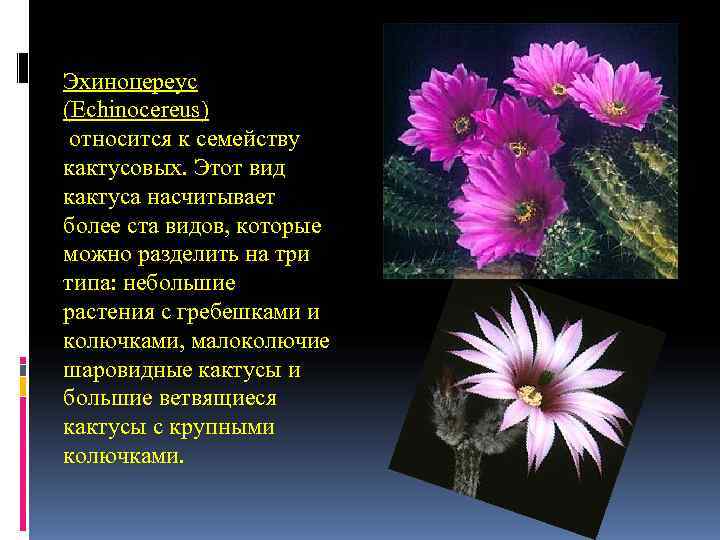 Эхиноцереус (Echinocereus) относится к семейству кактусовых. Этот вид кактуса насчитывает более ста видов, которые Эхиноцереус (Echinocereus) относится к семейству кактусовых. Этот вид кактуса насчитывает более ста видов, которые