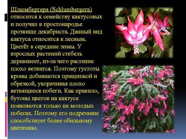 Шлюмбергера (Schlumbergera) относится к семейству кактусовых и получил в простонародье прозвище декабриста. Данный вид Шлюмбергера (Schlumbergera) относится к семейству кактусовых и получил в простонародье прозвище декабриста. Данный вид