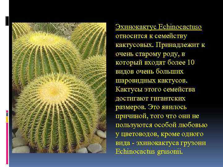 Эхинокактус Echinocactusо относится к семейству кактусовых. Принадлежит к очень старому роду, в который входят Эхинокактус Echinocactusо относится к семейству кактусовых. Принадлежит к очень старому роду, в который входят