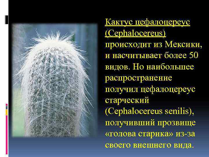 Кактус цефалоцереус (Cephalocereus) происходит из Мексики, и насчитывает более 50 видов. Но наибольшее Кактус цефалоцереус (Cephalocereus) происходит из Мексики, и насчитывает более 50 видов. Но наибольшее