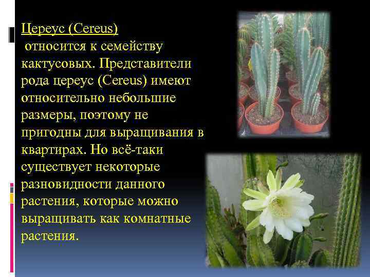 Цереус (Cereus) относится к семейству кактусовых. Представители рода цереус (Cereus) имеют относительно небольшие размеры, Цереус (Cereus) относится к семейству кактусовых. Представители рода цереус (Cereus) имеют относительно небольшие размеры,