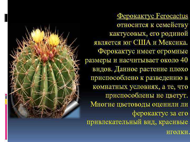 Ферокактус Ferocactus относится к семейству кактусовых, его родиной является Ферокактус Ferocactus относится к семейству кактусовых, его родиной является
