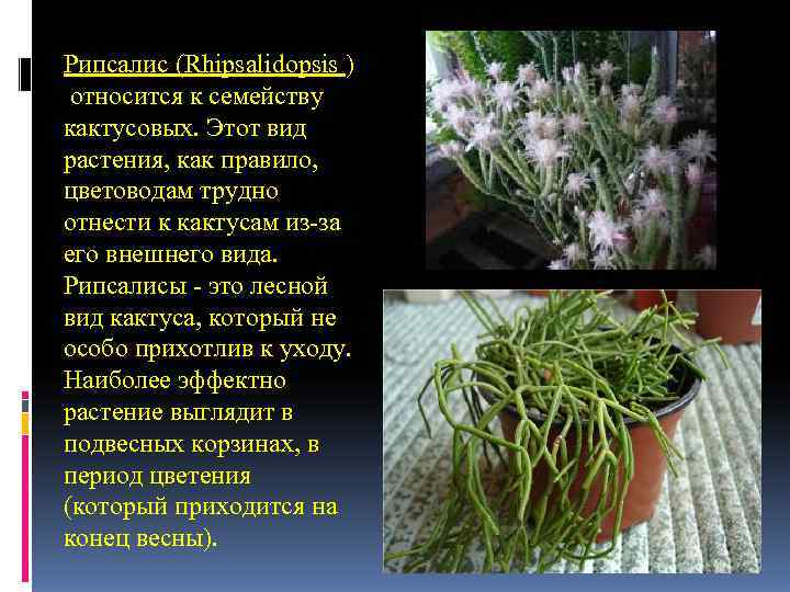 Рипсалис (Rhipsalidopsis ) относится к семейству кактусовых. Этот вид растения, как правило, цветоводам Рипсалис (Rhipsalidopsis ) относится к семейству кактусовых. Этот вид растения, как правило, цветоводам