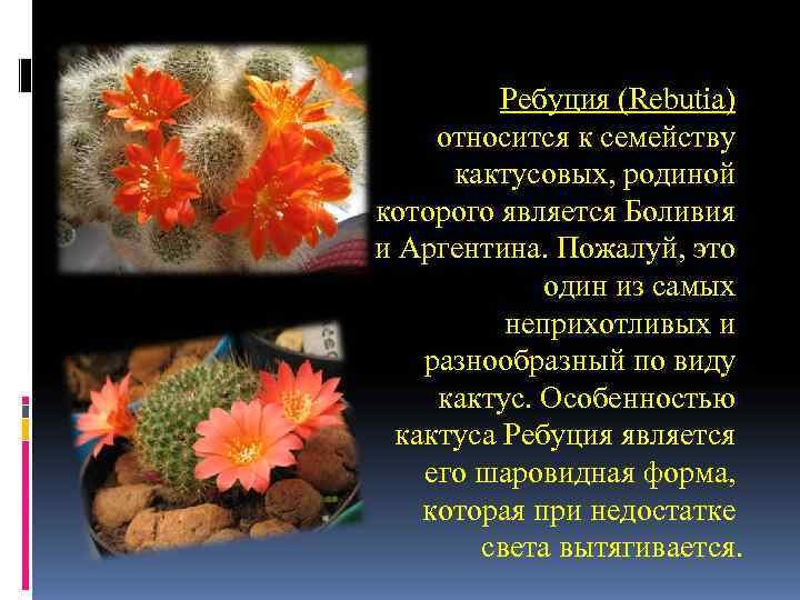 Ребуция (Rebutia) относится к семейству кактусовых, родиной которого является Боливия Ребуция (Rebutia) относится к семейству кактусовых, родиной которого является Боливия