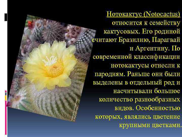 Нотокактус (Notocactus) относится к семейству кактусовых. Его родиной считают Бразилию, Парагвай Нотокактус (Notocactus) относится к семейству кактусовых. Его родиной считают Бразилию, Парагвай