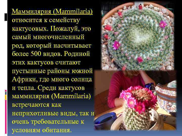 Маммилярия (Mammilaria) относится к семейству кактусовых. Пожалуй, это самый многочисленный род, который насчитывает более Маммилярия (Mammilaria) относится к семейству кактусовых. Пожалуй, это самый многочисленный род, который насчитывает более