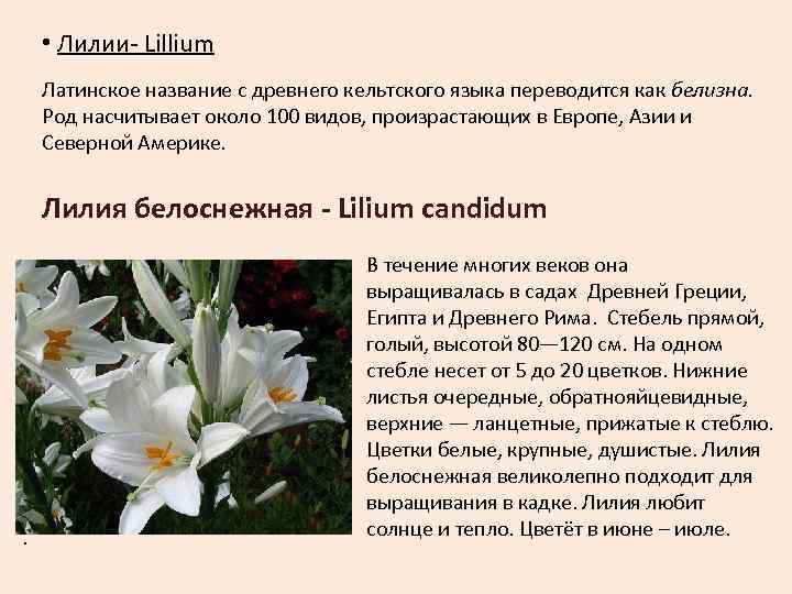  • Лилии- Lillium Латинское название с древнего кельтского языка переводится как белизна. 