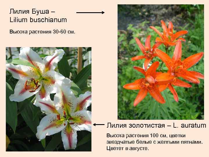 Лилия Буша – Lilium buschianum Высота растения 30 -60 см.    