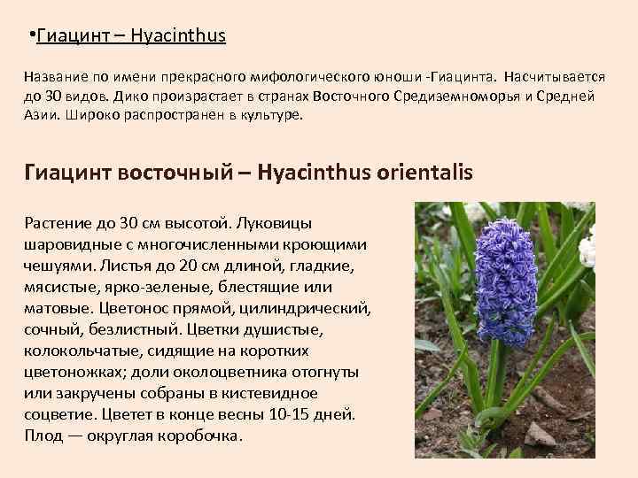  • Гиацинт – Hyacinthus Название по имени прекрасного мифологического юноши -Гиацинта.  Насчитывается