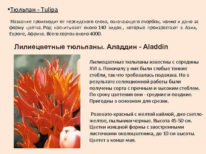  • Тюльпан - Tulipa Название происходит от персидского слова, означающего тюрбан, чалма и