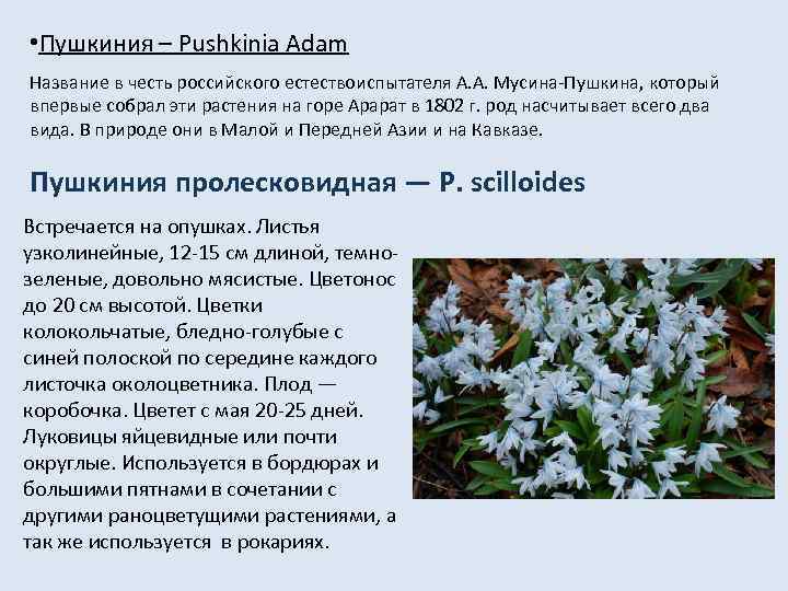  • Пушкиния – Pushkinia Adam Название в честь российского естествоиспытателя А. А. Мусина-Пушкина,