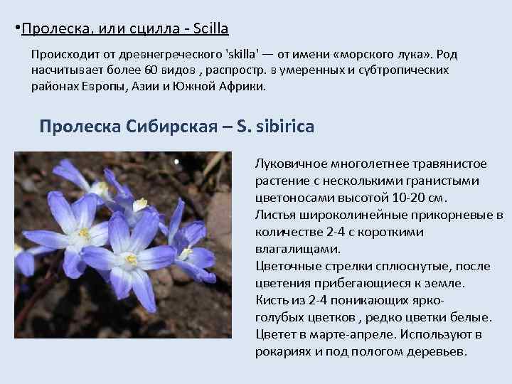  • Пролеска, или сцилла - Scilla  Происходит от древнегреческого 'skilla' — от