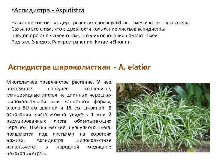   • Аспидиcтра - Aspidistra  Название состоит из двух греческих слов «aspidis»