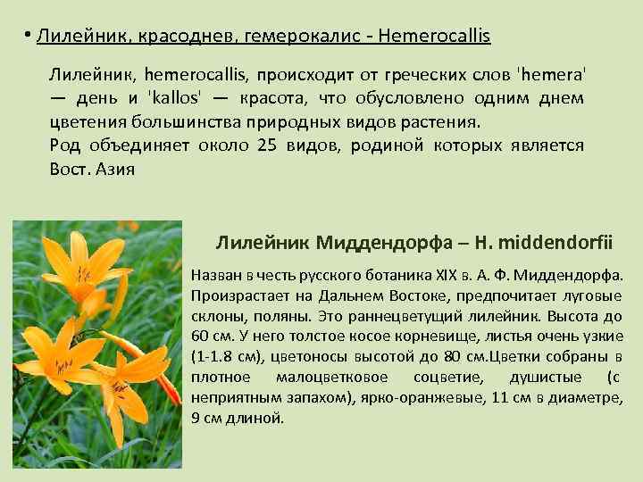  • Лилейник, красоднев, гемерокалис - Hemerocallis  Лилейник, hemerocallis, происходит от греческих слов
