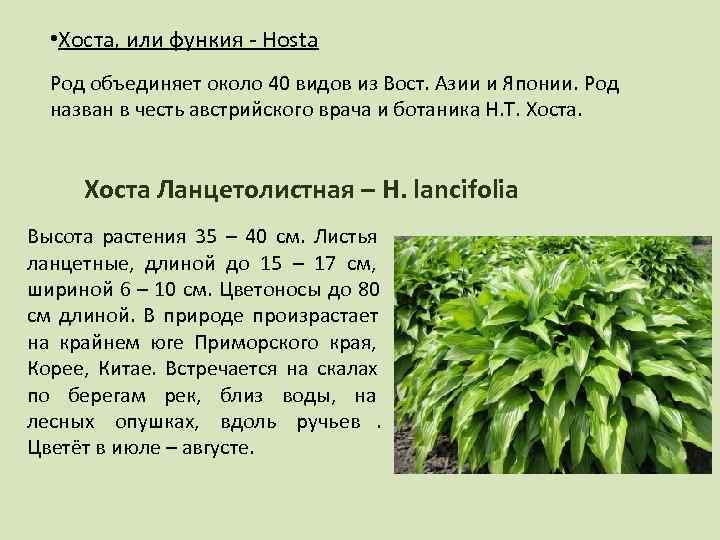   • Хоста, или функия - Hosta  Род объединяет около 40 видов