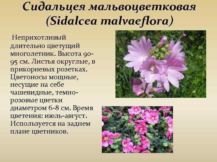 Сидальцея мальвоцветковая (Sidalcea malvaeflora) Неприхотливый длительно цветущий многолетник. Высота Сидальцея мальвоцветковая (Sidalcea malvaeflora) Неприхотливый длительно цветущий многолетник. Высота