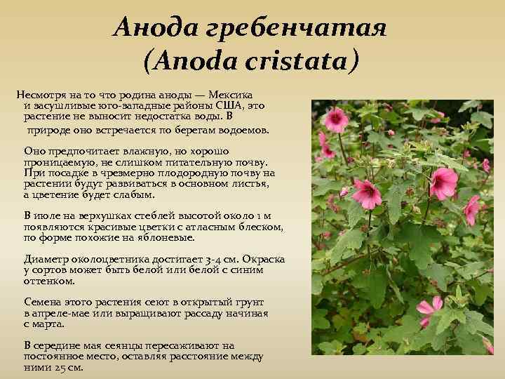 Анода гребенчатая (Anoda cristata) Анода гребенчатая (Anoda cristata)