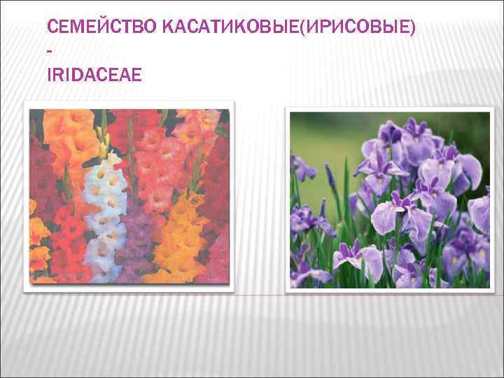 СЕМЕЙСТВО КАСАТИКОВЫЕ(ИРИСОВЫЕ) - IRIDACEAE 