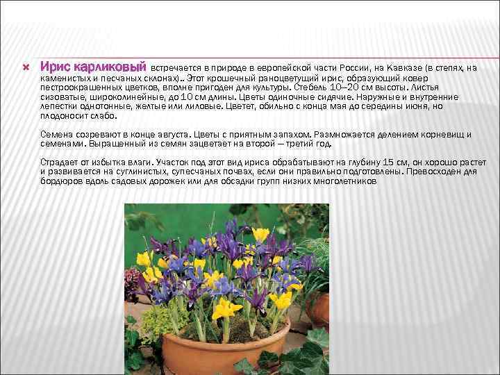   Ирис карликовый встречается в природе в европейской части России, на Кавказе (в
