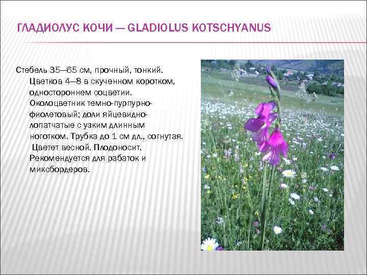 ГЛАДИОЛУС КОЧИ — GLADIOLUS KOTSCHYANUS  Стебель 35— 65 см, прочный, тонкий. Цветков 4—