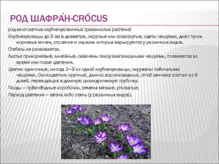 РОД ШАФРА Н-CRÓCUS род многолетних клубнелуковичных травянистых растений Клубнелуковицы до 3 см в диаметре,
