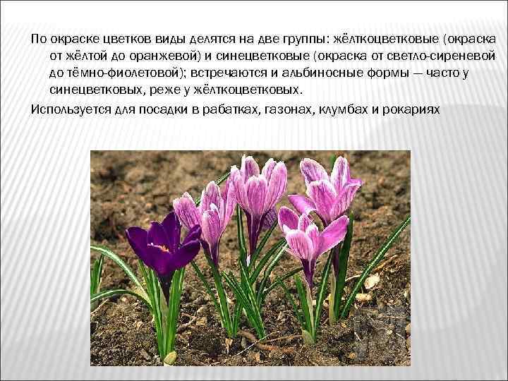 По окраске цветков виды делятся на две группы: жёлткоцветковые (окраска  от жёлтой до
