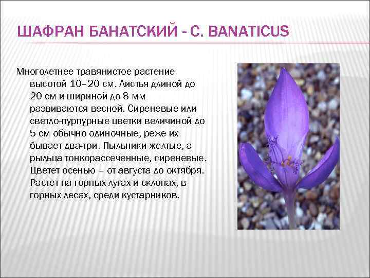 ШАФРАН БАНАТСКИЙ - C. BANATICUS Многолетнее травянистое растение  высотой 10– 20 см. Листья