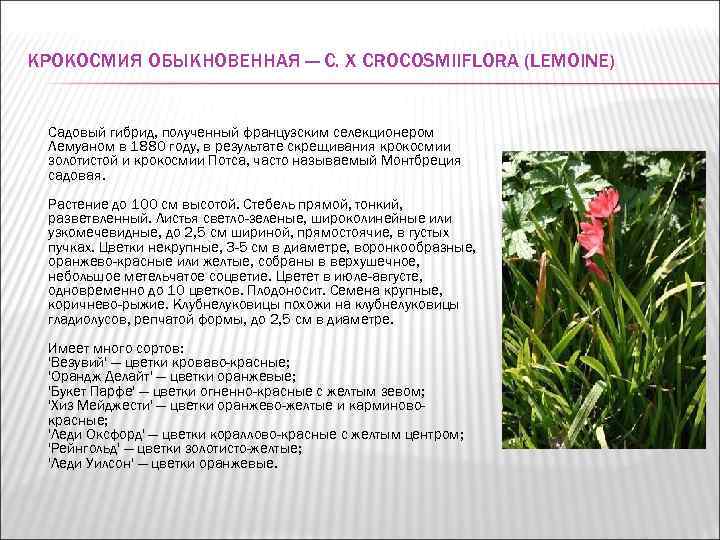КРОКОСМИЯ ОБЫКНОВЕННАЯ — С. Х CROCOSMIIFLORA (LEMOINE)  Садовый гибрид, полученный французским селекционером Лемуаном