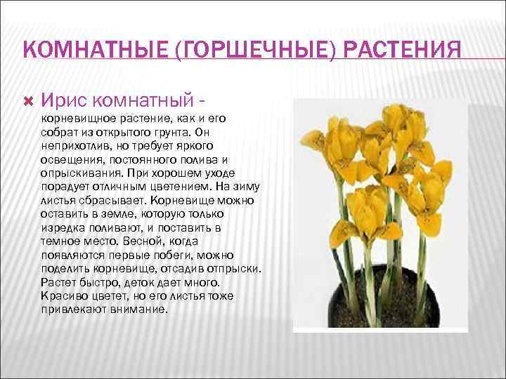 КОМНАТНЫЕ (ГОРШЕЧНЫЕ) РАСТЕНИЯ Ирис комнатный - корневищное растение, как и его собрат из открытого