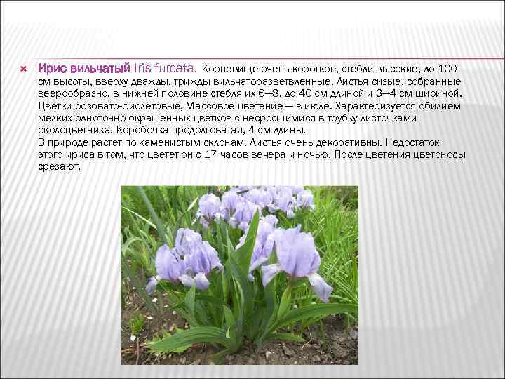   Ирис вильчатый-Iris furcata. Корневище очень короткое, стебли высокие, до 100 см высоты,