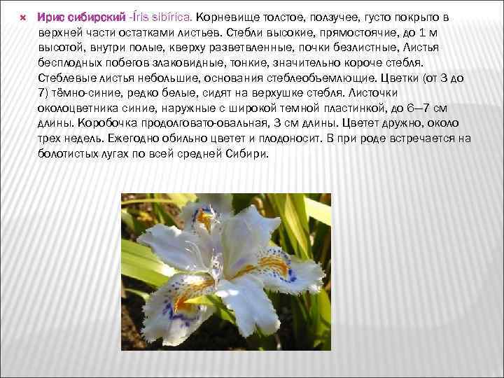   Ирис сибирский -Íris sibírica. Корневище толстое, ползучее, густо покрыто в верхней части