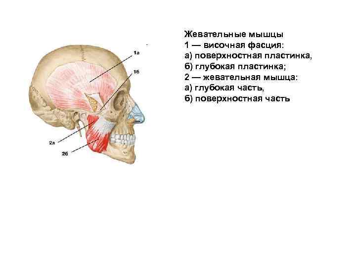 Схема жевательные мышцы