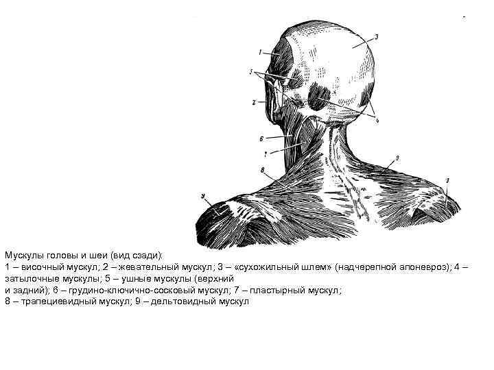 Виды шеи. Шея вид сзади. Надчерепной апоневроз сухожильный шлем. Женская шея вид сзади.