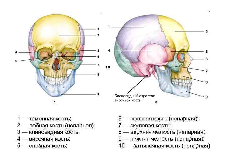 Теменная и височная кости тип соединения. Сосцевидный отросток висо. Анатомия человека сосцевидный отросток.