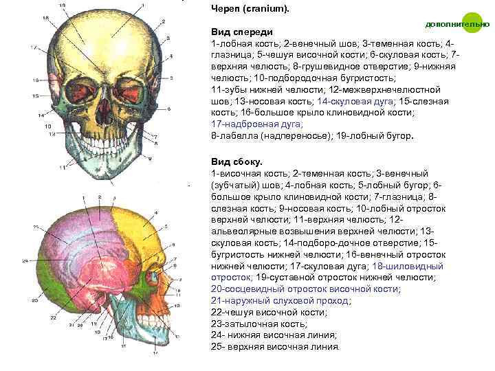 Фото черепа спереди