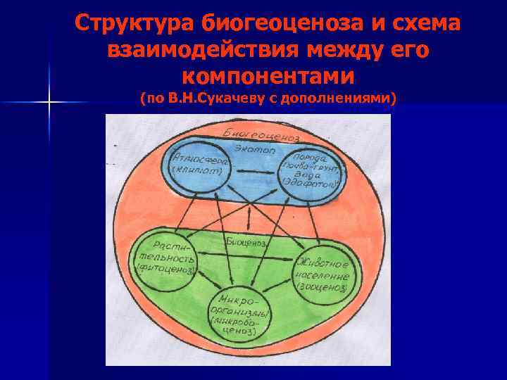 Структура биогеоценоза и схема взаимодействия между его компонентами (по В. Н. Сукачеву с дополнениями)