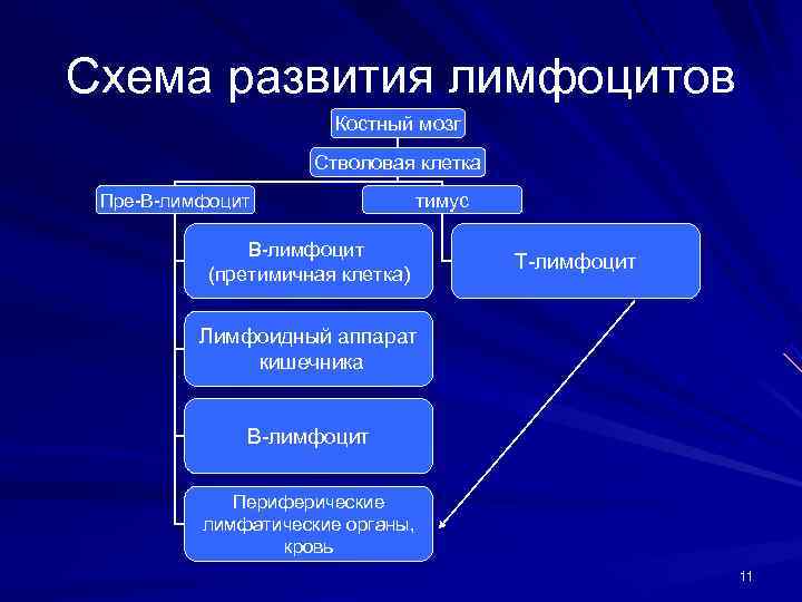 Схема развития лимфоцитов    Костный мозг     Стволовая клетка
