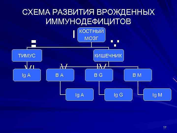 СХЕМА РАЗВИТИЯ ВРОЖДЕННЫХ ИММУНОДЕФИЦИТОВ    КОСТНЫЙ   МОЗГ  ТИМУС