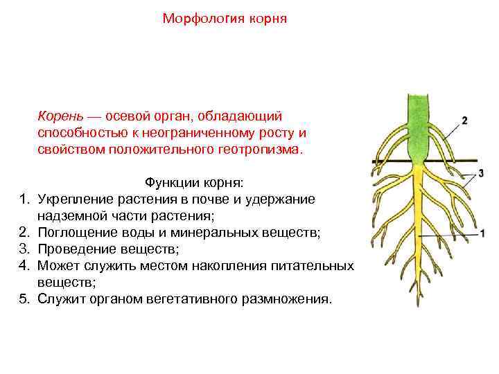      Морфология корня   Корень — осевой орган, обладающий