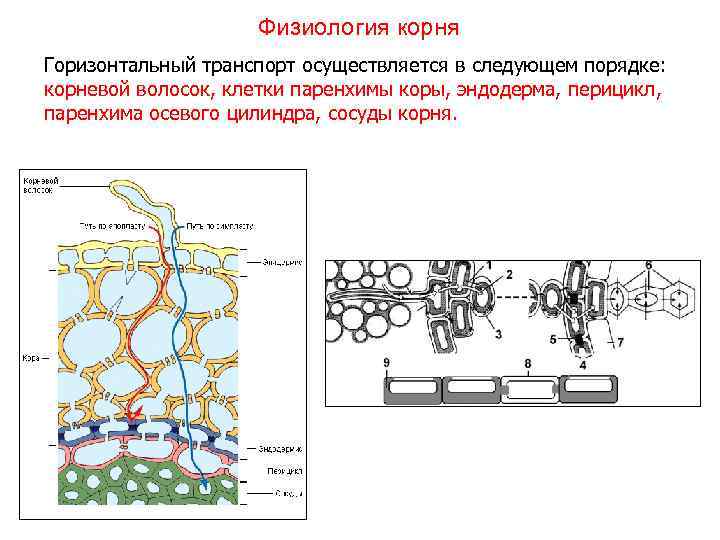     Физиология корня Горизонтальный транспорт осуществляется в следующем порядке: корневой волосок,